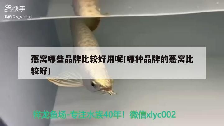 錦鯉名貴品種價格（純種錦鯉是什么價位）（揭秘十<strong><mark>大名</mark></strong>貴錦鯉品種）