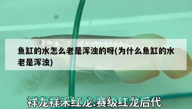 錦鯉名貴品種價格（純種錦鯉是什么價位）（揭秘十大名貴錦鯉品種）