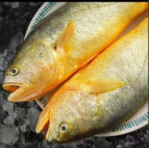 金龍魚和小黃魚有何區別（金龍魚和小黃魚的區別）