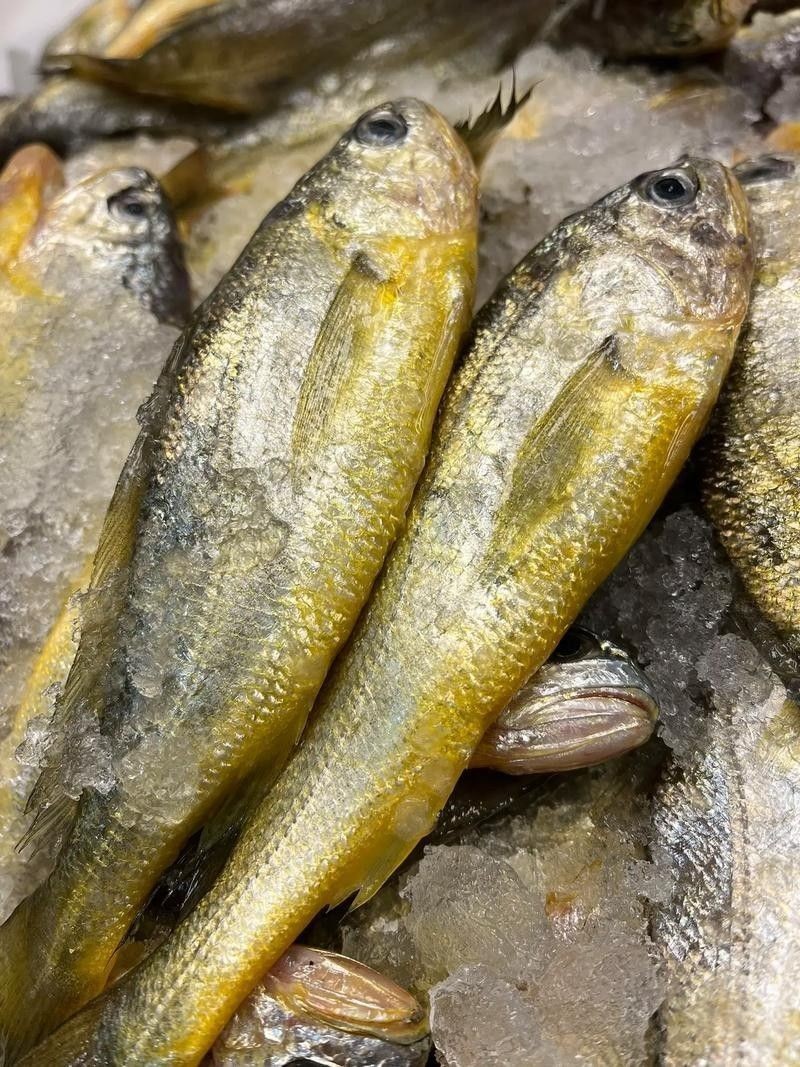 金龍魚和小黃魚有何區別（金龍魚和小黃魚的區別）