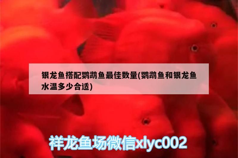 銀龍魚搭配鸚鵡魚最佳數量(鸚鵡魚和銀龍魚水溫多少合適)（銀龍魚和銀龍魚搭配鸚鵡魚的最佳數量和最佳數量的介紹） 銀龍魚搭配鸚鵡魚最佳數量(鸚鵡魚和銀龍魚水溫多少合適)（銀龍魚和銀龍魚搭配鸚鵡魚的最佳數量和最佳數量的介紹） 觀賞魚百科