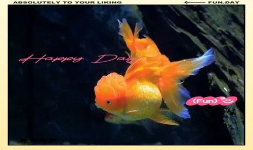 雄魚含卵期間需要特別護理嗎？（雄魚含卵期間需要特別的護理）