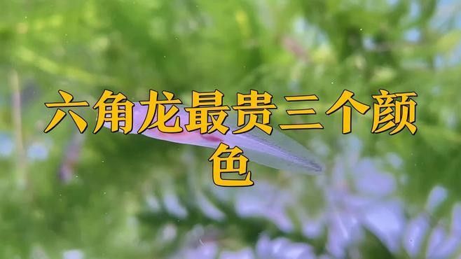 如何判斷六角龍是否被染色？（六角恐龍是否被染色的方法判斷是否被染色的方法）