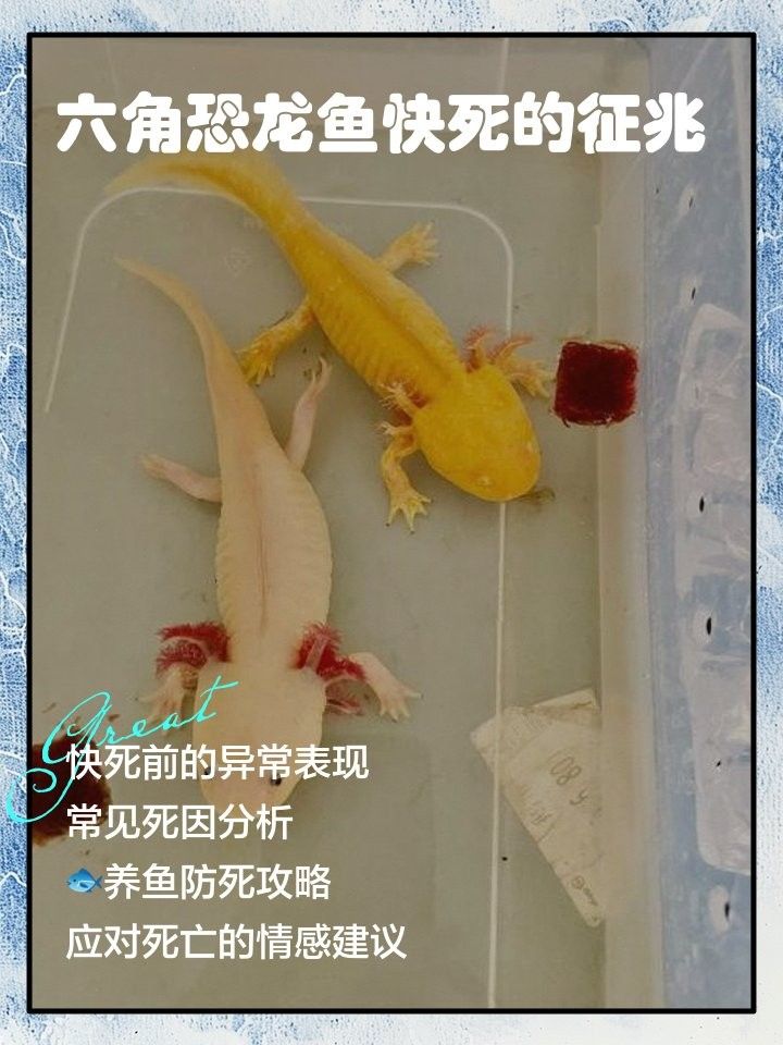 如何判斷六角龍是否被染色？（六角恐龍是否被染色的方法判斷是否被染色的方法）