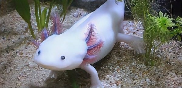 恐龍魚的市場價格波動大嗎？（六角恐龍魚市場價格受多種因素影響恐龍魚市場價格趨勢如何）
