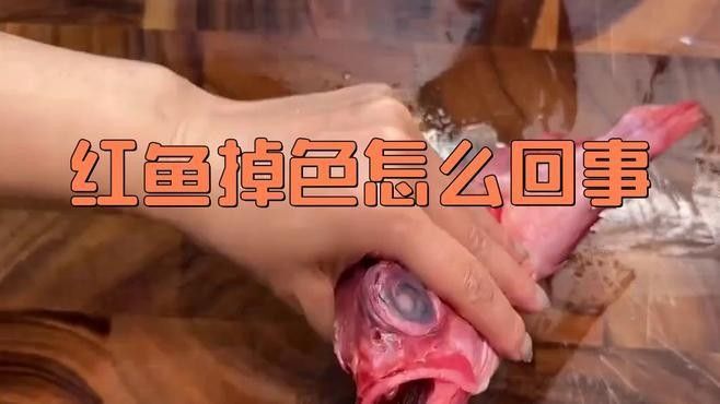 紅龍魚鰓蓋掉色一般需要多長時間恢復（紅龍魚鰓蓋掉色會影響健康嗎紅龍魚的發(fā)色原理詳解）