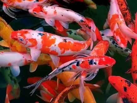 能推薦一些紅福龍魚動(dòng)態(tài)壁紙嗎（福龍魚動(dòng)態(tài)壁紙是一種視覺藝術(shù)，它是一種視覺藝術(shù)）
