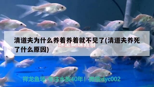 清道夫為什么養著養著就不見了(清道夫養死了什么原因)（清道夫為什么養著養著就不見了） 清道夫為什么養著養著就不見了(清道夫養死了什么原因)（清道夫為什么養著養著就不見了） 觀賞魚百科