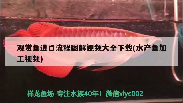 觀賞魚進口流程圖解視頻大全下載(水產魚加工視頻)（觀賞魚進口流程圖解）