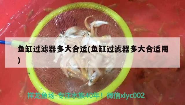 觀賞魚進口流程圖解視頻大全下載(水產魚加工視頻)（觀賞魚進口流程圖解）