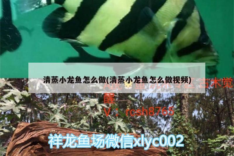清蒸小龍魚怎么做(清蒸小龍魚怎么做視頻)（清蒸小龍魚怎么做）