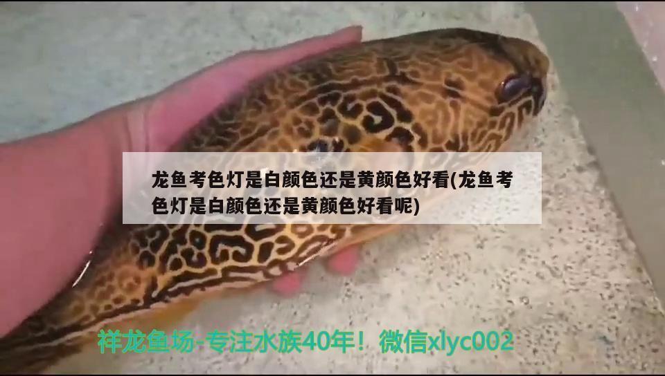 龍魚考色燈是白顏色還是黃顏色好看(龍魚考色燈是白顏色還是黃顏色好看呢)（龍魚用什么顏色的燈比較好）