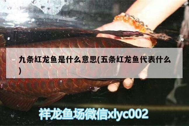 九條紅龍魚是什么意思(五條紅龍魚代表什么)（為什么養(yǎng)魚雙數(shù)是大忌）