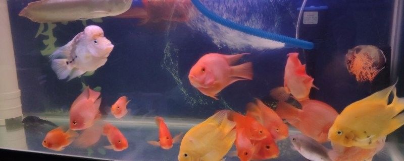 鸚鵡魚攻擊金龍魚怎么辦？（鸚鵡魚攻擊金龍魚會持續多久？）