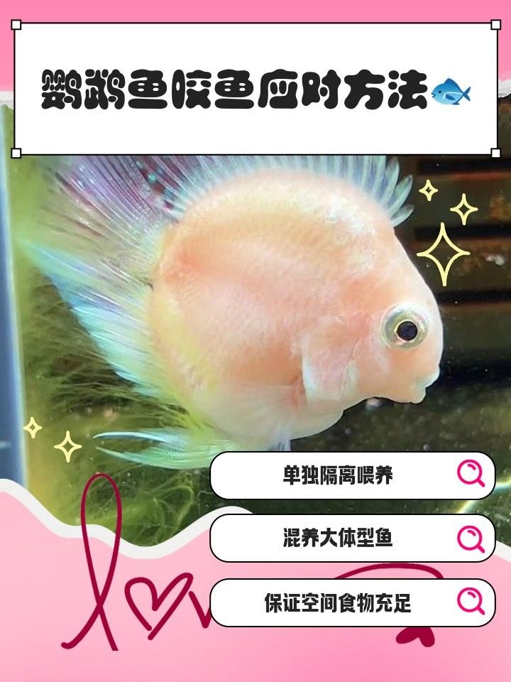 鸚鵡魚攻擊金龍魚怎么辦？（鸚鵡魚攻擊金龍魚會持續多久？）