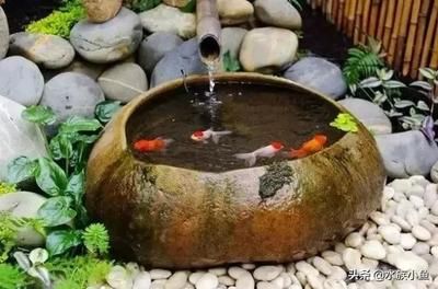 萊蕪金龍魚代理地址電話（萊蕪金龍魚代理地址電話號碼）（萊蕪金龍魚代理地址）
