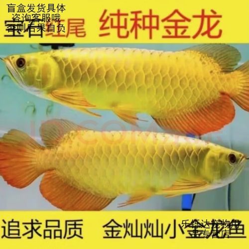 給我一些藍(lán)色金龍魚圖片欣賞（關(guān)于藍(lán)色金龍魚的圖片欣賞及相關(guān)信息）