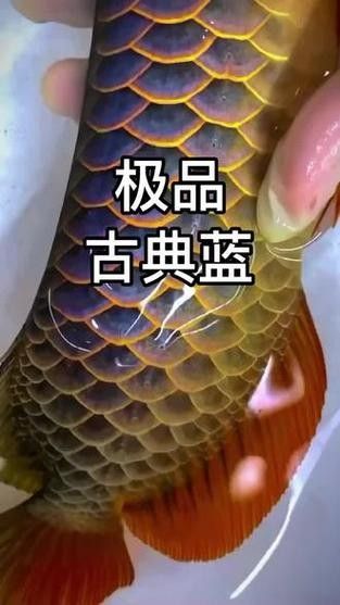 給我一些藍(lán)色金龍魚圖片欣賞（關(guān)于藍(lán)色金龍魚的圖片欣賞及相關(guān)信息）