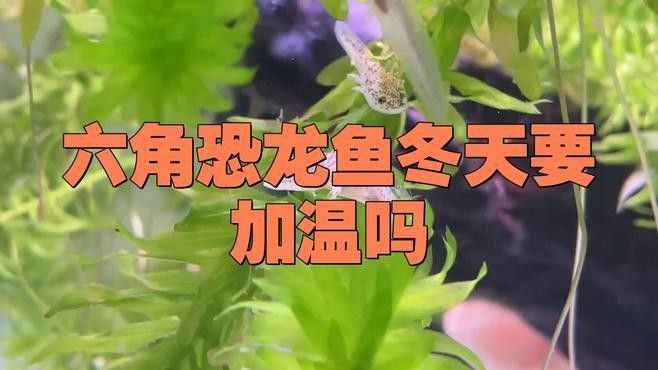 哪種恐龍魚最耐寒？（2025最耐寒觀賞魚榜單:六角恐龍魚耐寒能力）