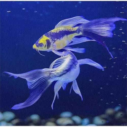 哪種恐龍魚最耐寒？（2025最耐寒觀賞魚榜單:六角恐龍魚耐寒能力）