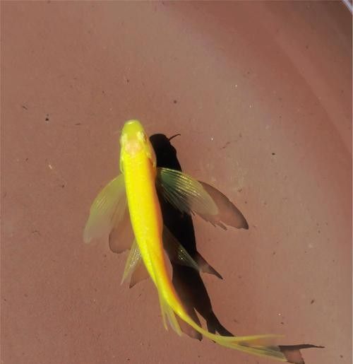 哪種恐龍魚最耐寒？（2025最耐寒觀賞魚榜單:六角恐龍魚耐寒能力）