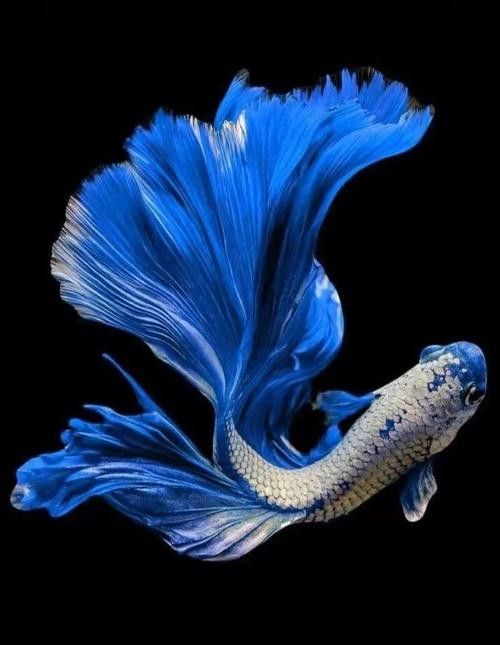 哪種恐龍魚最耐寒？（2025最耐寒觀賞魚榜單:六角恐龍魚耐寒能力）