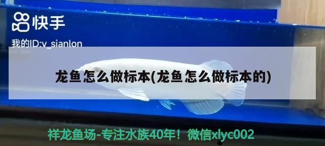 龍魚怎么做標本(龍魚怎么做標本的)（金龍魚怎么做標本和龍魚怎么做標本，學名美麗硬仆骨舌魚）