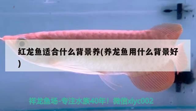 紅龍魚適合什么背景養(養龍魚用什么背景好)（紅龍魚適合什么背景養）