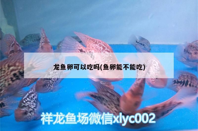 龍魚卵可以吃嗎(魚卵能不能吃)（龍魚卵可以吃嗎）
