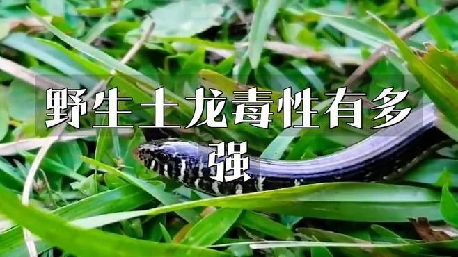 土龍魚和蛇哪個更危險？（土龍魚和土龍魚哪個更危險？）