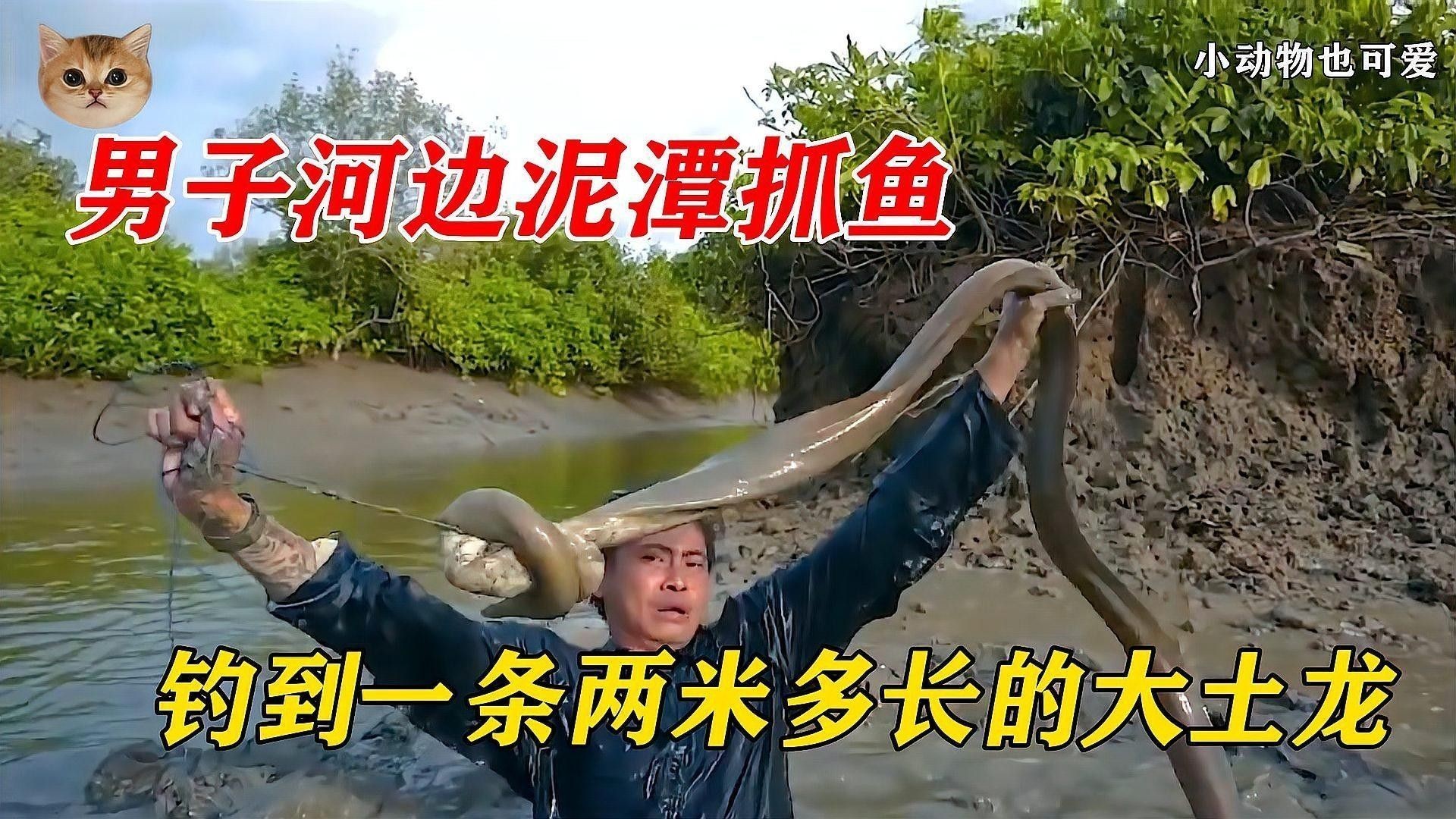 土龍魚和蛇哪個更危險？（土龍魚和土龍魚哪個更危險？）