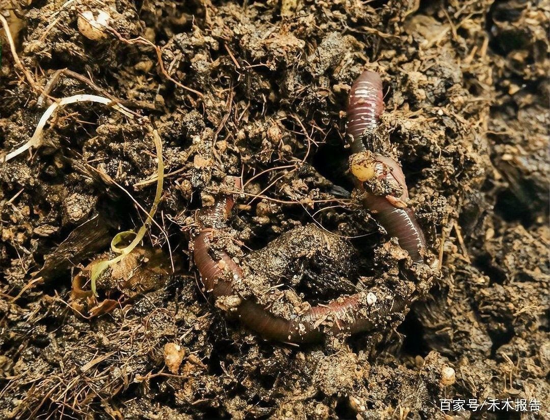 土龍魚和蛇哪個更危險？（土龍魚和土龍魚哪個更危險？）