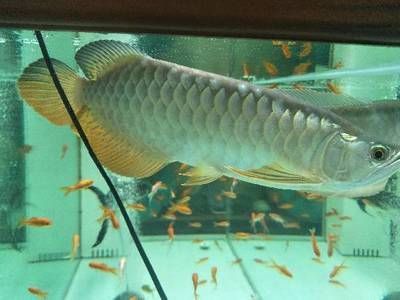 金龍魚適宜的水族箱布置，金龍魚水族箱布置方案