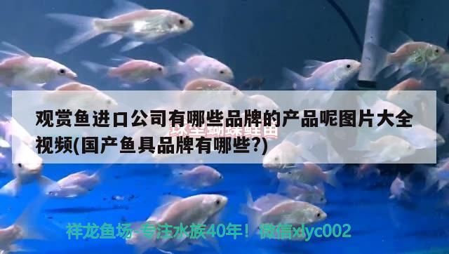中國燕窩生產地在哪里(中國燕窩生產地在哪里最多)（觀賞魚進口公司有哪些品牌）
