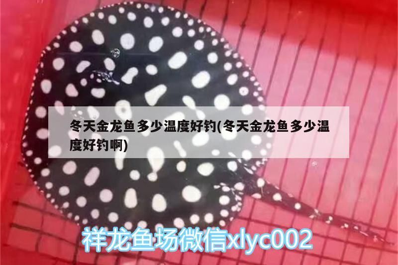 冬天金龍魚多少溫度好釣(冬天金龍魚多少溫度好釣啊)（冬天金龍魚多少溫度好釣金龍魚多少溫度好釣金龍魚多少度）
