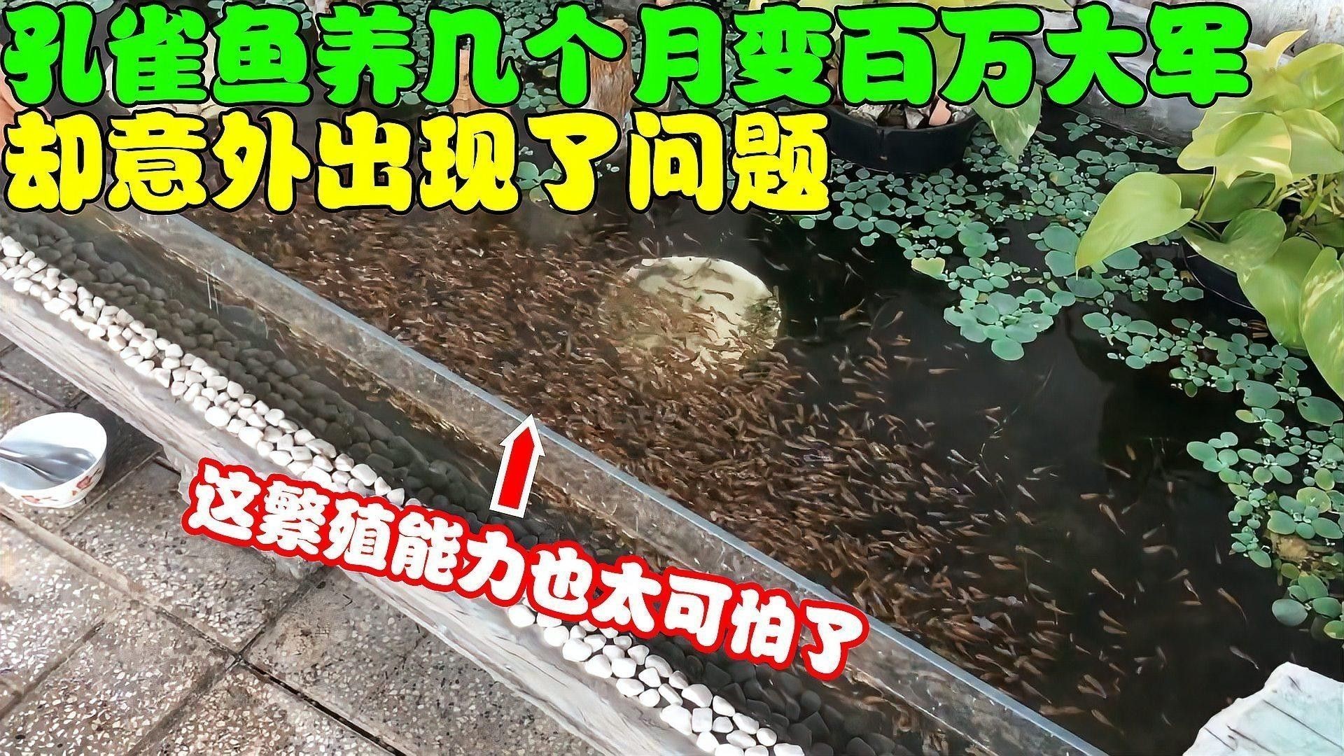 雷龍魚和孔雀魚哪個更好養（新手養魚怕翻車這5種“懶人魚”隨便養都爆缸） 雷龍魚和孔雀魚哪個更好養（新手養魚怕翻車這5種“懶人魚”隨便養都爆缸） 龍魚百科 第9張