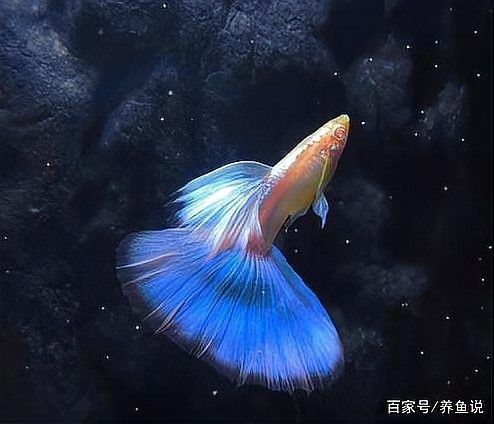雷龍魚和孔雀魚哪個更好養（新手養魚怕翻車這5種“懶人魚”隨便養都爆缸） 雷龍魚和孔雀魚哪個更好養（新手養魚怕翻車這5種“懶人魚”隨便養都爆缸） 龍魚百科 第11張