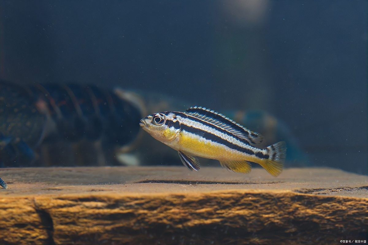 雷龍魚和孔雀魚哪個更好養（新手養魚怕翻車這5種“懶人魚”隨便養都爆缸） 雷龍魚和孔雀魚哪個更好養（新手養魚怕翻車這5種“懶人魚”隨便養都爆缸） 龍魚百科 第13張