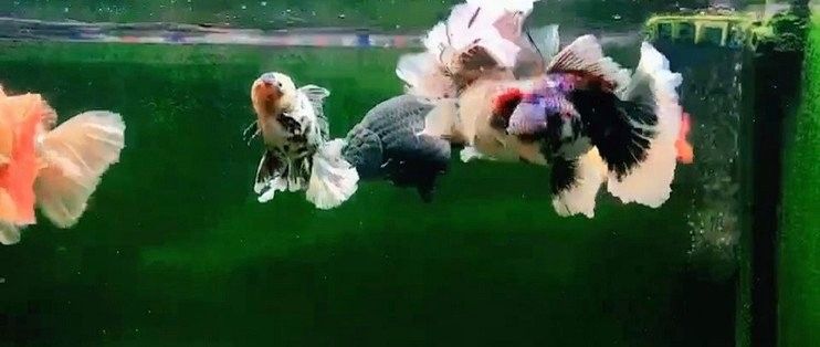 雷龍魚和孔雀魚哪個更好養（新手養魚怕翻車這5種“懶人魚”隨便養都爆缸） 雷龍魚和孔雀魚哪個更好養（新手養魚怕翻車這5種“懶人魚”隨便養都爆缸） 龍魚百科 第12張