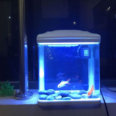 養龍魚濾材怎樣搭配（養龍魚濾材怎樣搭配好）（龍魚濾材的搭配）