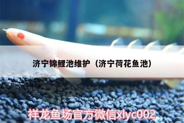 濟(jì)寧錦鯉池維護(hù)（濟(jì)寧荷花魚(yú)池）（濟(jì)寧荷花魚(yú)池、濟(jì)寧錦鯉池維護(hù)）