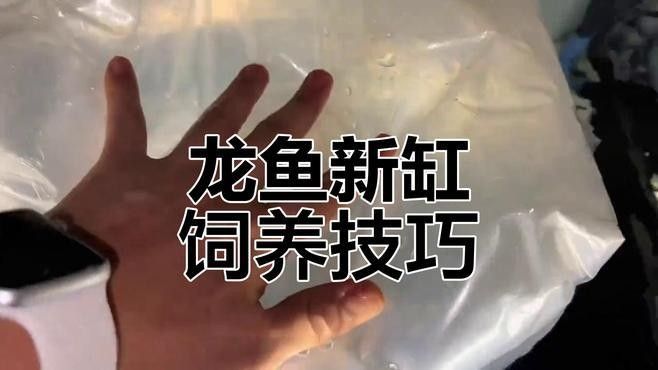 金龍魚多久能適應新環境？（養金龍的第一個月需要注意什么金龍魚多久能適應新環境）