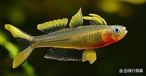 金龍魚多久能適應新環境？（養金龍的第一個月需要注意什么金龍魚多久能適應新環境）