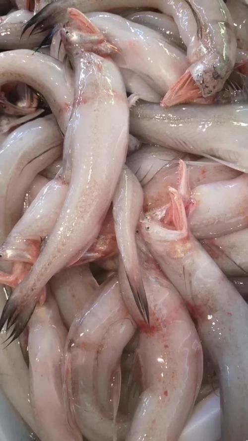 水龍魚的美食攝影作品哪里找(如何尋找水龍魚美食攝影作品) 龍魚百科 第24張 水龍魚的美食攝影作品哪里找(如何尋找水龍魚美食攝影作品) 水龍魚的美食攝影作品哪里找(如何尋找水龍魚美食攝影作品) 龍魚百科 第24張