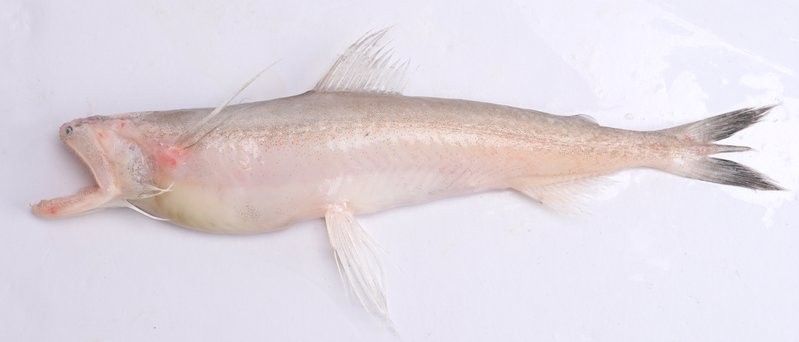 水龍魚的美食攝影作品哪里找（如何尋找水龍魚美食攝影作品） 水龍魚的美食攝影作品哪里找（如何尋找水龍魚美食攝影作品） 龍魚百科 第37張