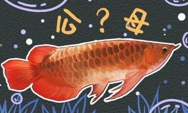 威遠哪個水族館龍魚好？祥龍魚場龍魚（廣州祥龍魚場龍魚養殖技術）
