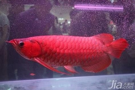 威遠哪個水族館龍魚好？祥龍魚場龍魚（廣州祥龍魚場龍魚養殖技術）