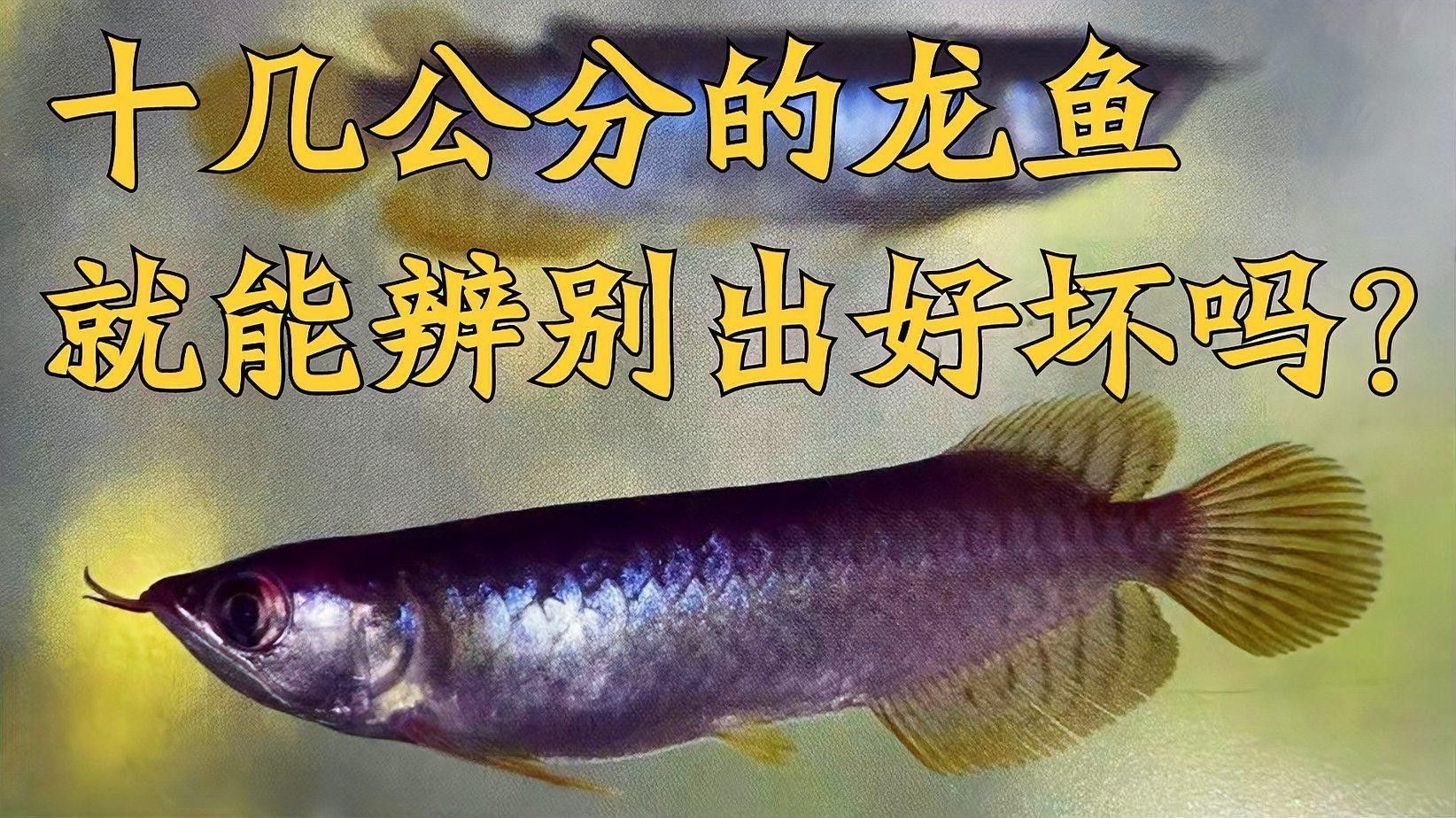 如何挑選健康的龍魚？（帝龍漁業|如何挑選健康龍魚的關鍵步驟）