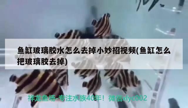 魚缸玻璃膠水怎么去掉小妙招視頻(魚缸怎么把玻璃膠去掉)（魚缸玻璃膠怎么去掉小妙招）