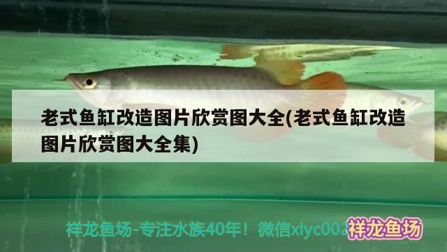 老式魚缸改造圖片欣賞圖大全(老式魚缸改造圖片欣賞圖大全集)（廢棄不用的魚缸改造圖片欣賞圖大全）